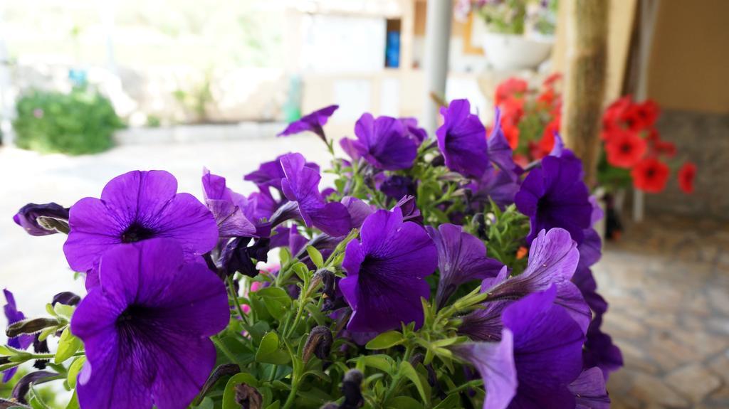 Apartments Red Rose Nin Εξωτερικό φωτογραφία