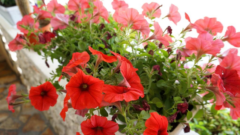 Apartments Red Rose Nin Εξωτερικό φωτογραφία