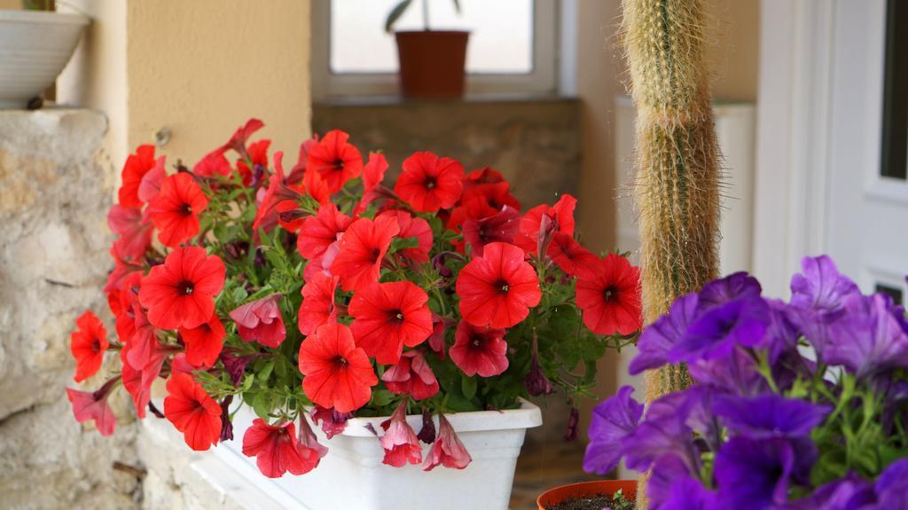 Apartments Red Rose Nin Εξωτερικό φωτογραφία